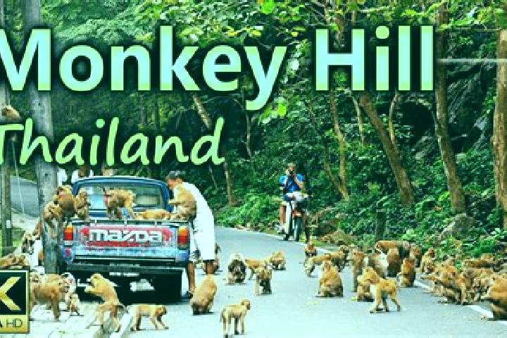 escort Monkey Hill