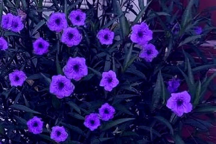 escort Morada