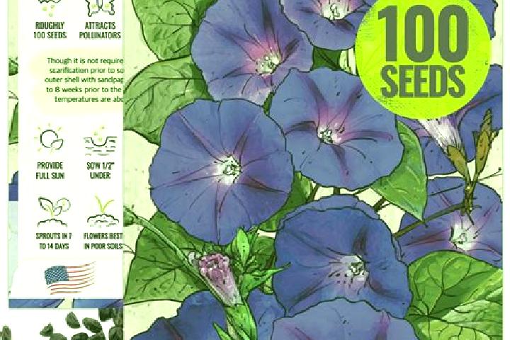 escort Morning Glory