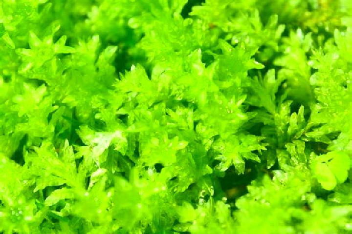 escort Mosses