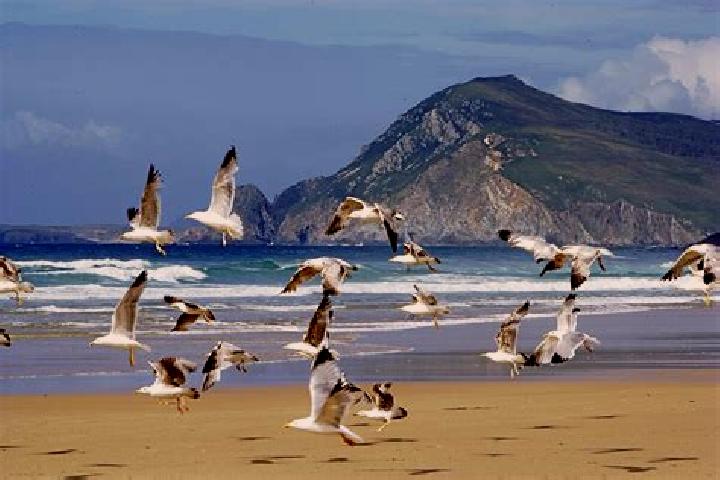 escort Mouettes