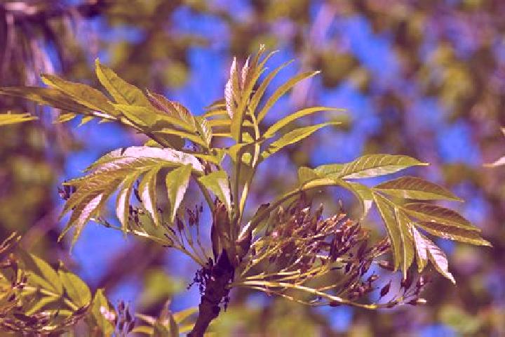 escort Mountain Ash