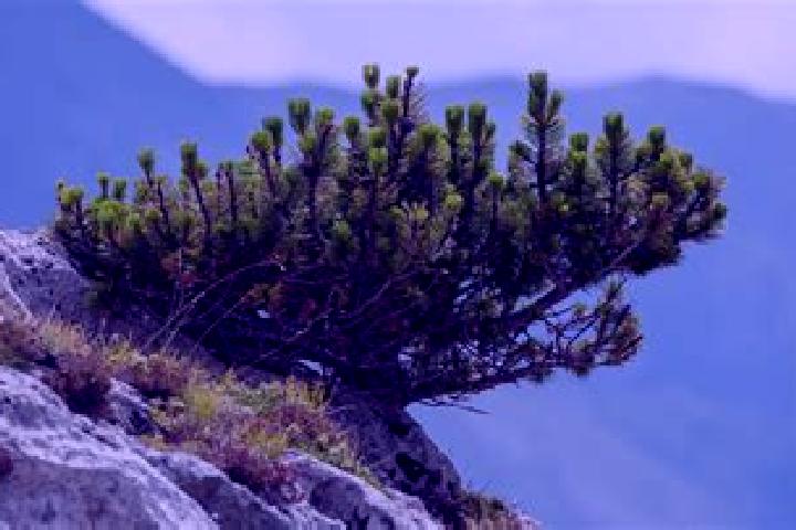 escort Mountain Pine