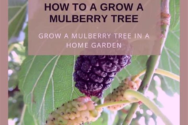 escort Mulberry