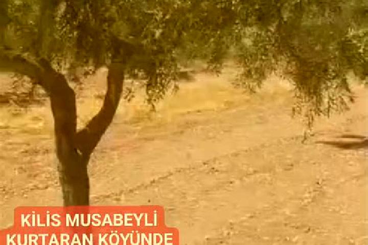 escort Musabeyli