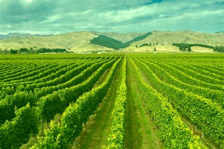 escort New Vineyard