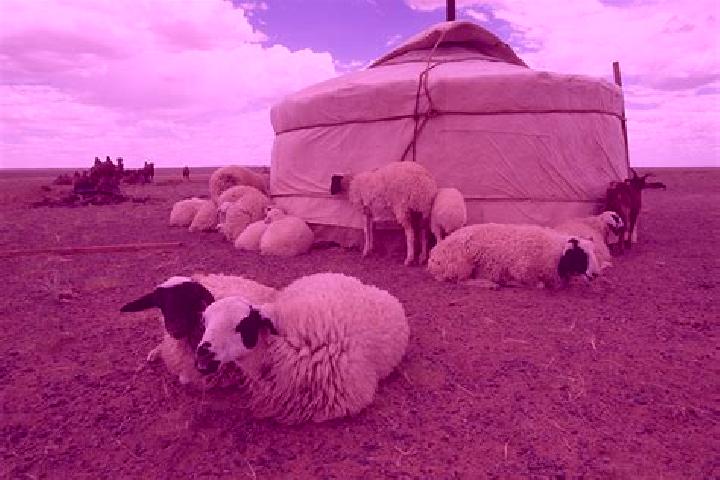 escort Nozhay-Yurt