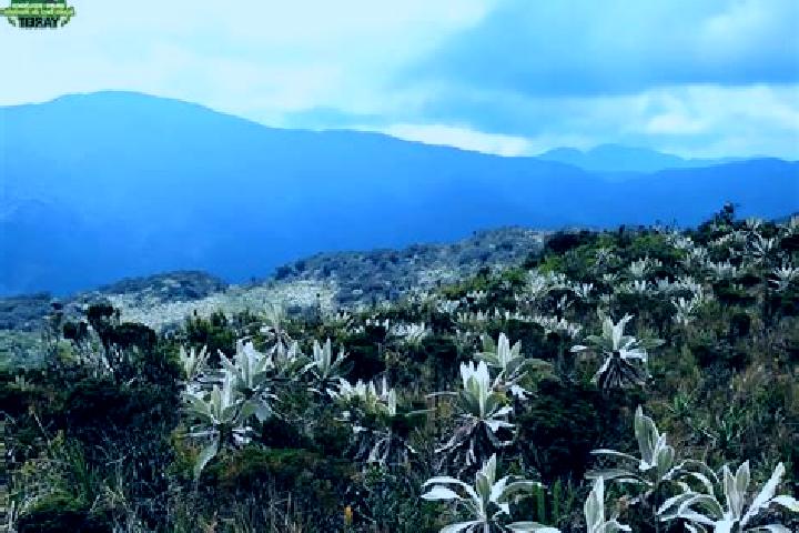 escort O Paramo