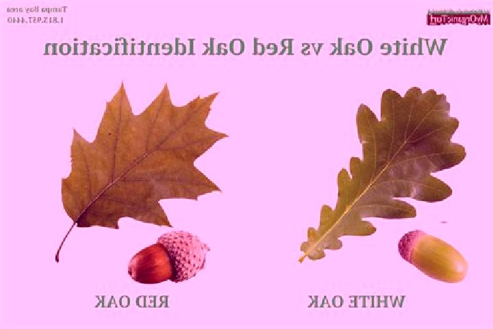 escort Oak Leaf