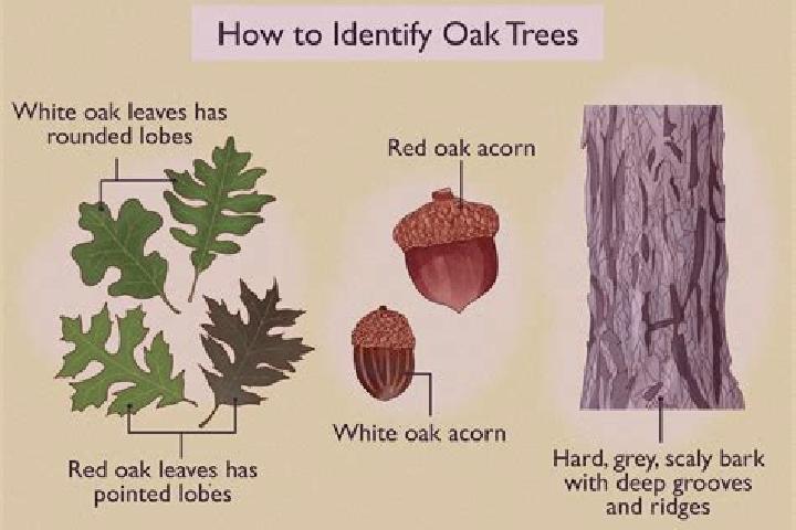 escort Oak Run