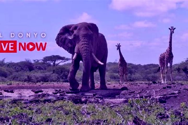 escort Ol Donyo