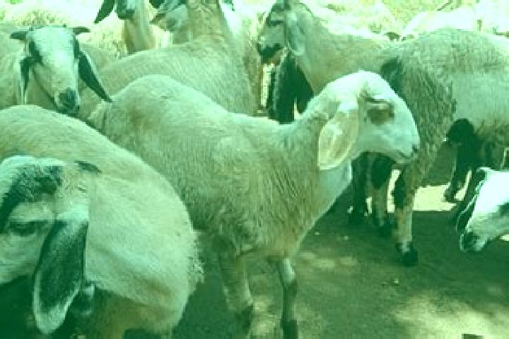 escort Olagadam