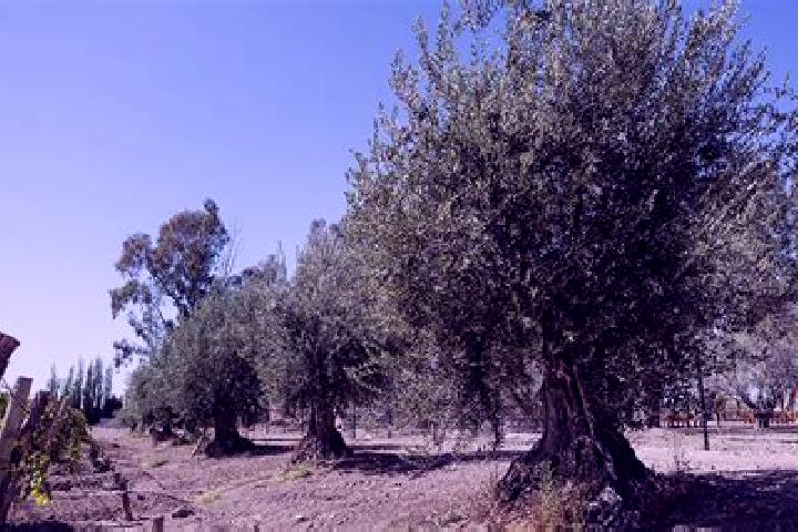 escort Olivos