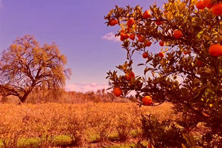 escort Orange Farm
