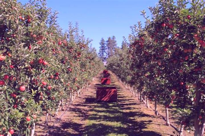 escort Orchards