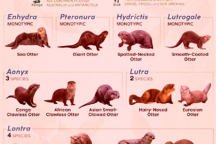 escort Otter
