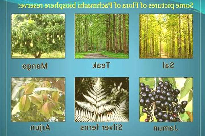 escort Pachmarhi