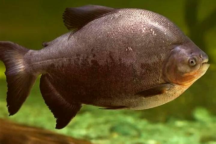 escort Pacu