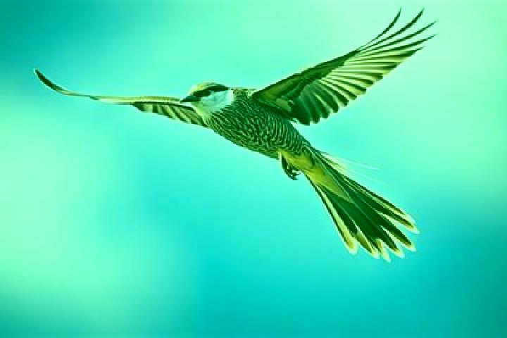 escort Pajaro