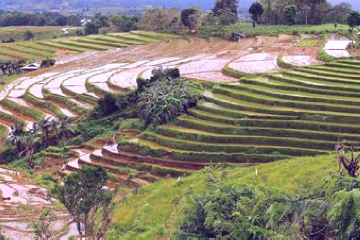 escort Palampas