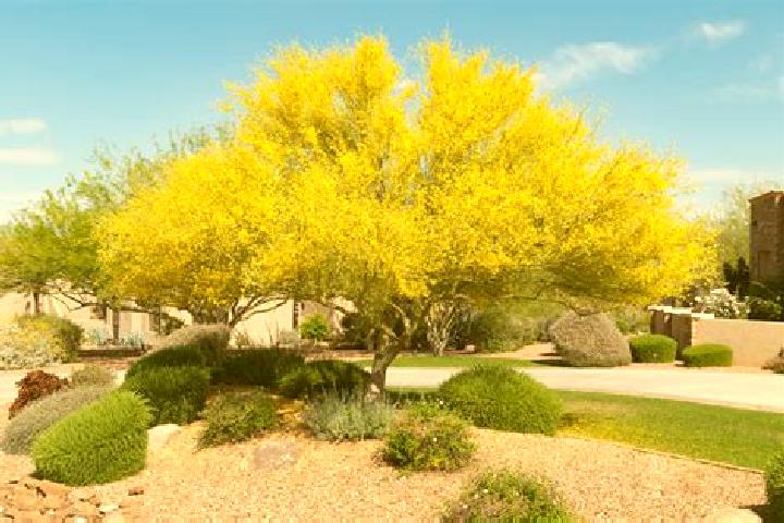 escort Palo Amarillo