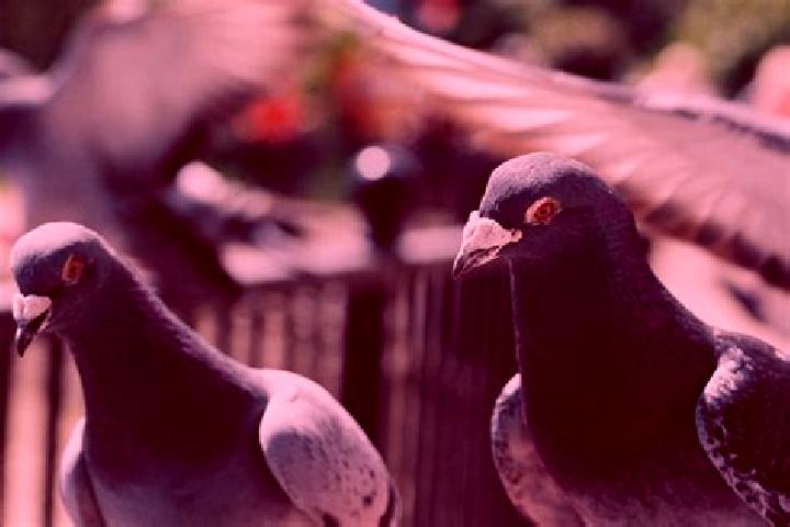 escort Palomas