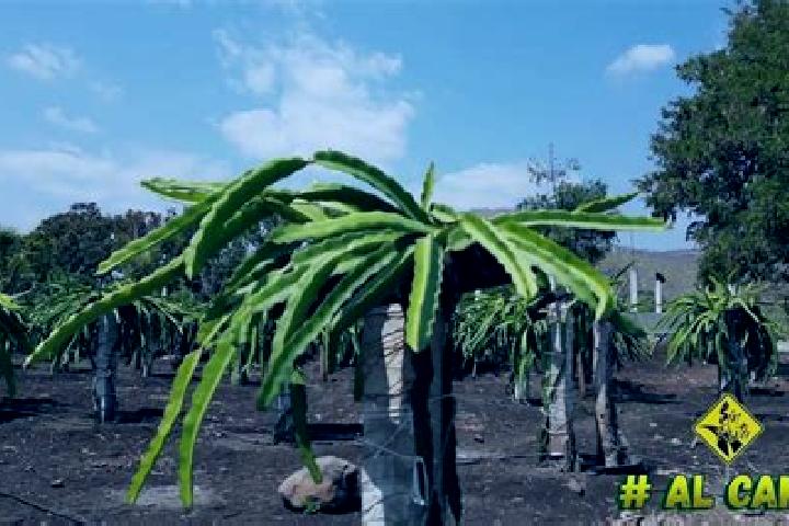 escort Panuco (La Pitahaya) [Nuevo Centro de Poblacion]