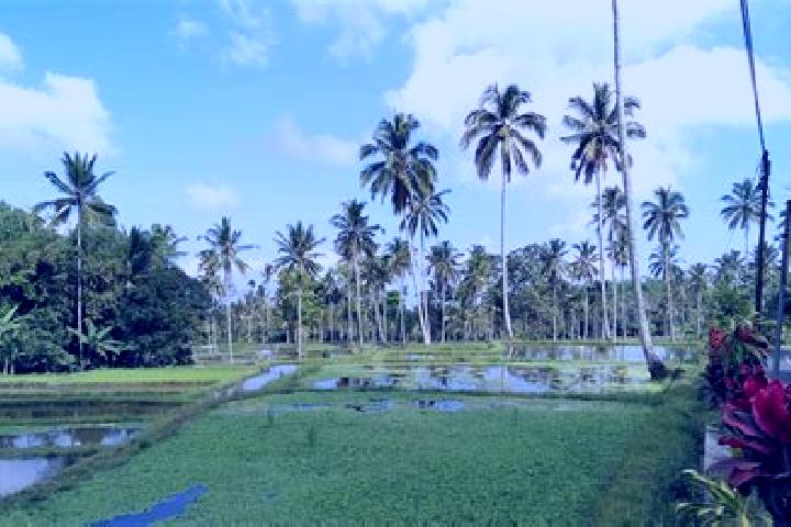 escort Pasanggrahan