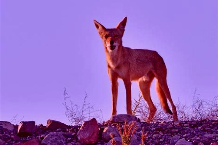 escort Paso Coyote