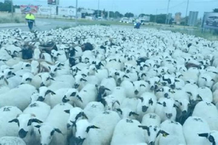 escort Paso de Ovejas
