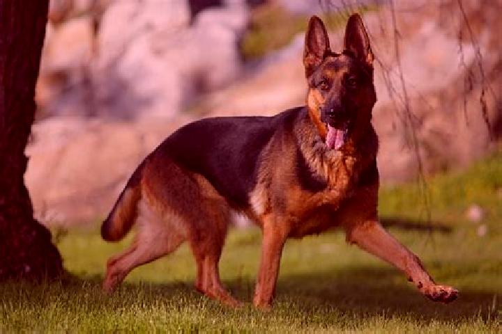 escort Pastores