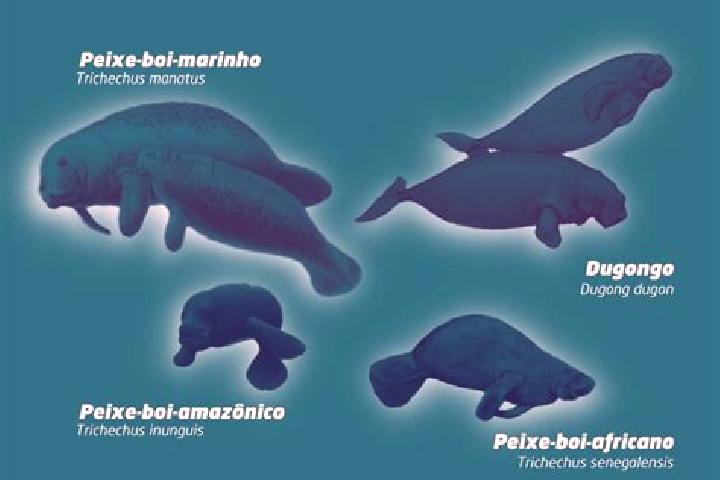 escort Peixe-Boi