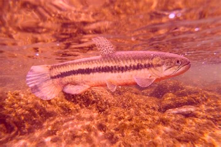 escort Peixe