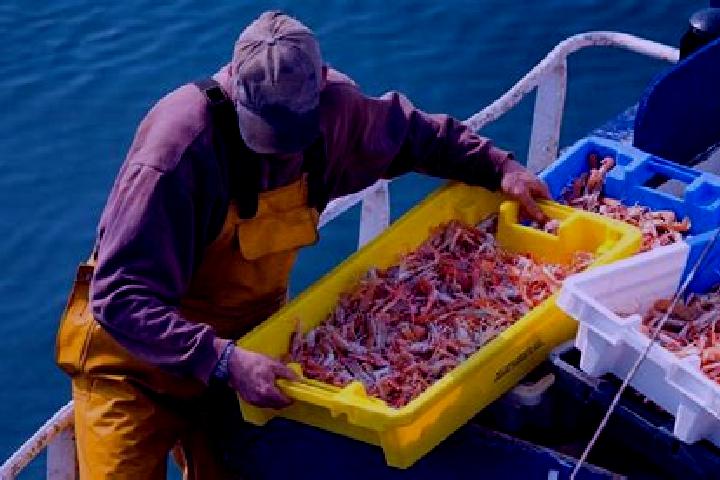 escort Pesca