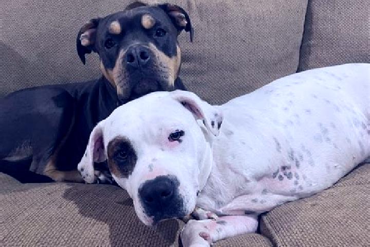 escort Pet Inn Ka Lay