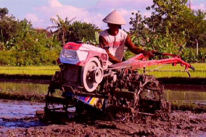 escort Petani