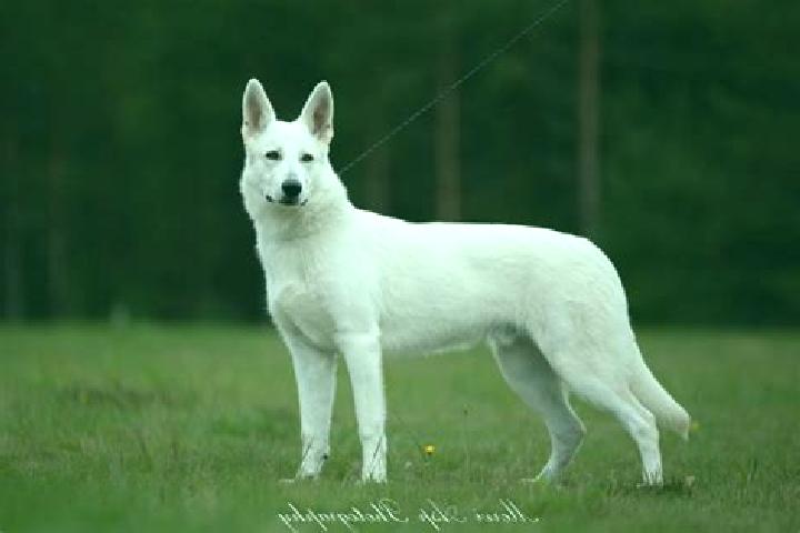 escort Peto