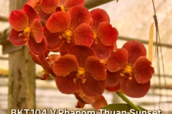 escort Phanom Thuan