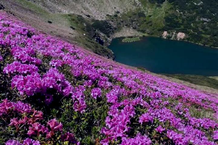 escort Picior de Munte