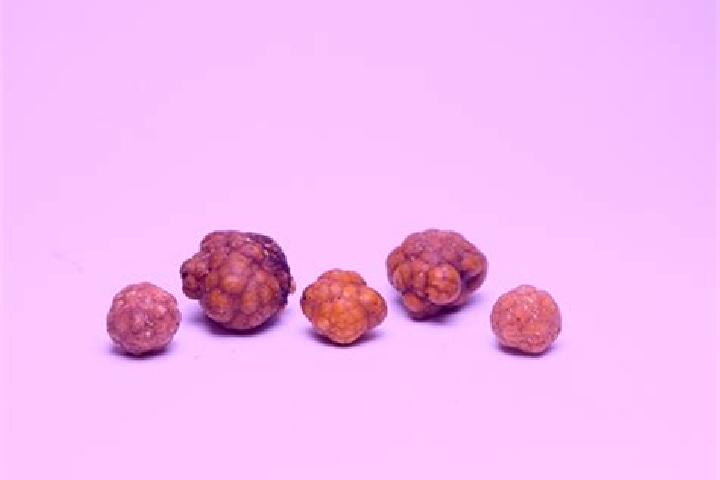 escort Piedras Gordas