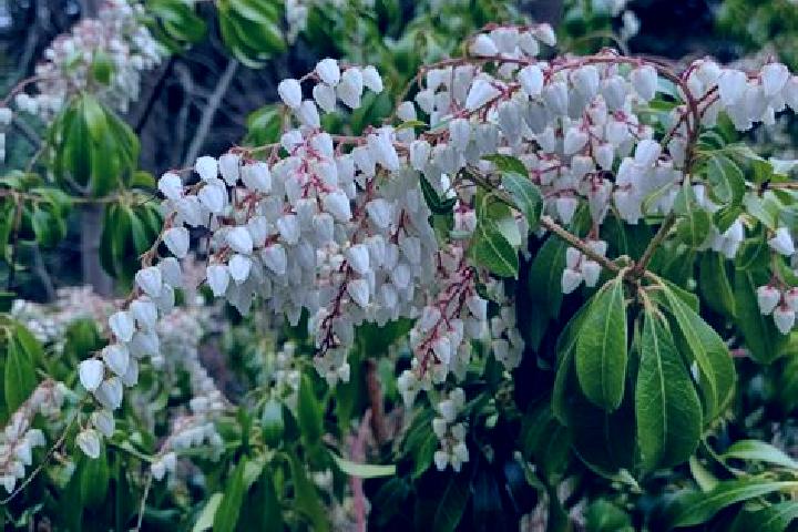 escort Pieris