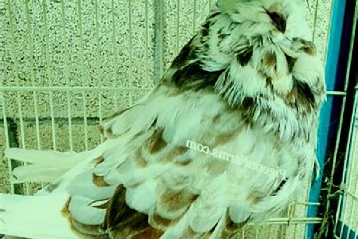 escort Pigeon