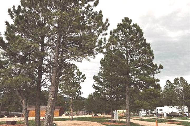 escort Pine Haven