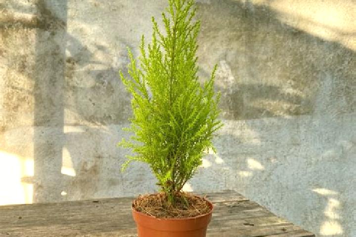 escort Plan de Limon