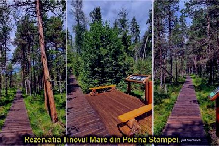 escort Poiana Stampei