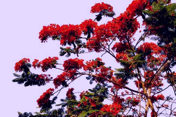 escort Poinciana