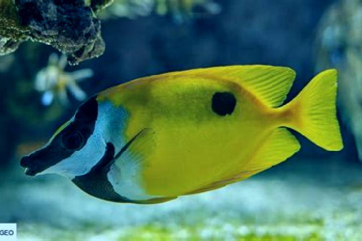escort Poisson