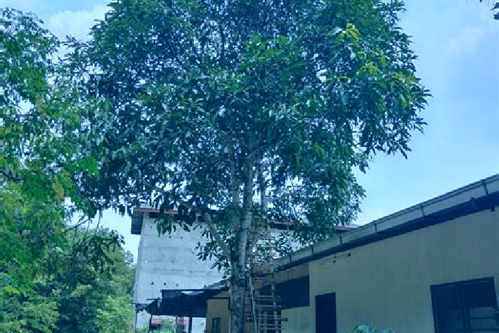 escort Pokok Sena