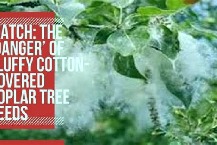 escort Poplar-Cotton Center