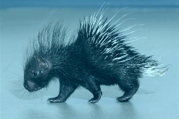 escort Porcupine